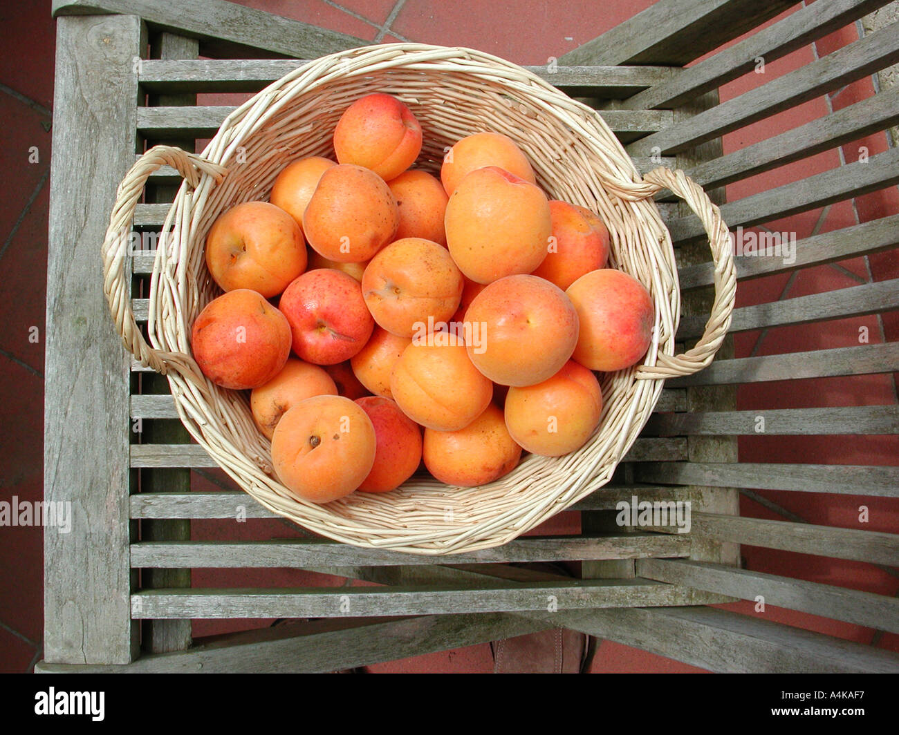 Reife Aprikosen im Korb Stockfoto