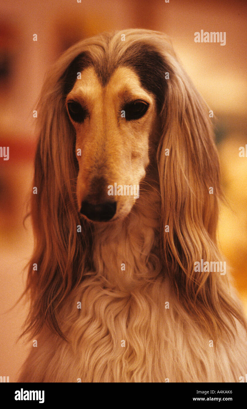 Afghane Hund Stockfoto