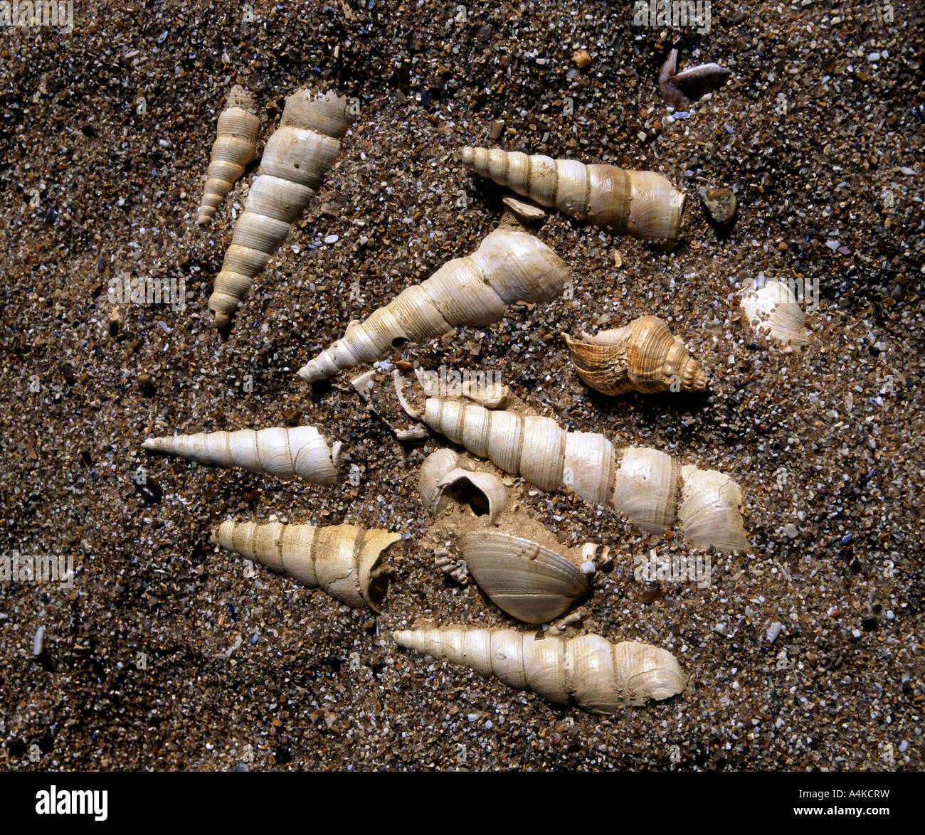 Mehrere Exemplare der turitella Typ Gastropode Fossilien Stockfoto