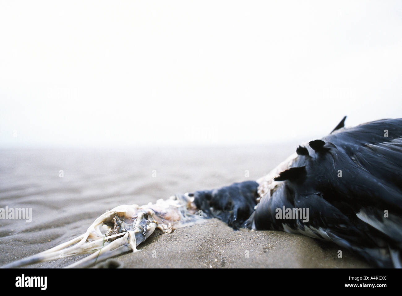 Möwe am Strand zerlegen Stockfoto