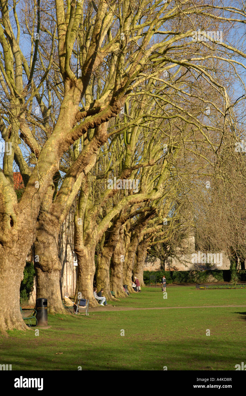 Eichen in Monmouth, Wales, UK Stockfoto