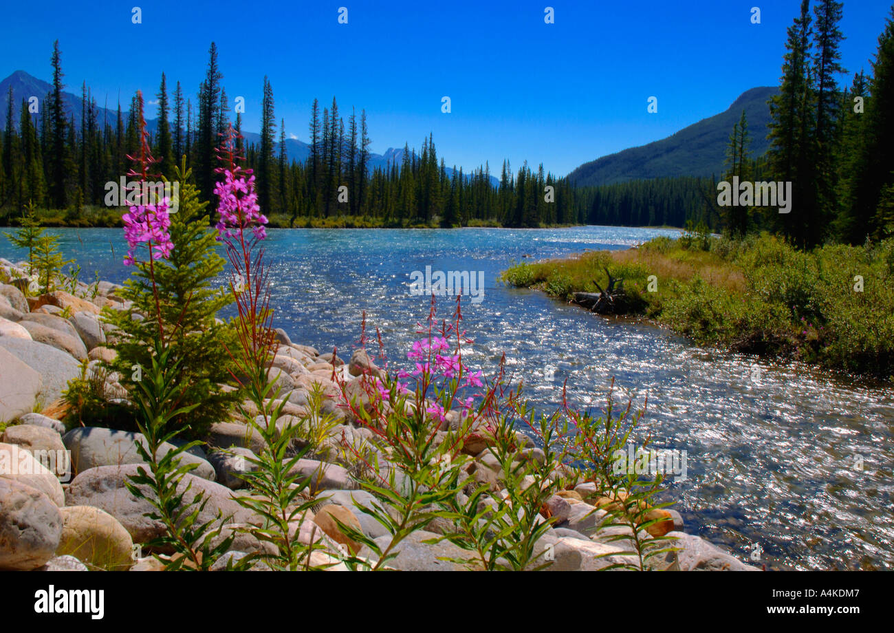 Wildblumen am felsigen Ufer Stockfoto