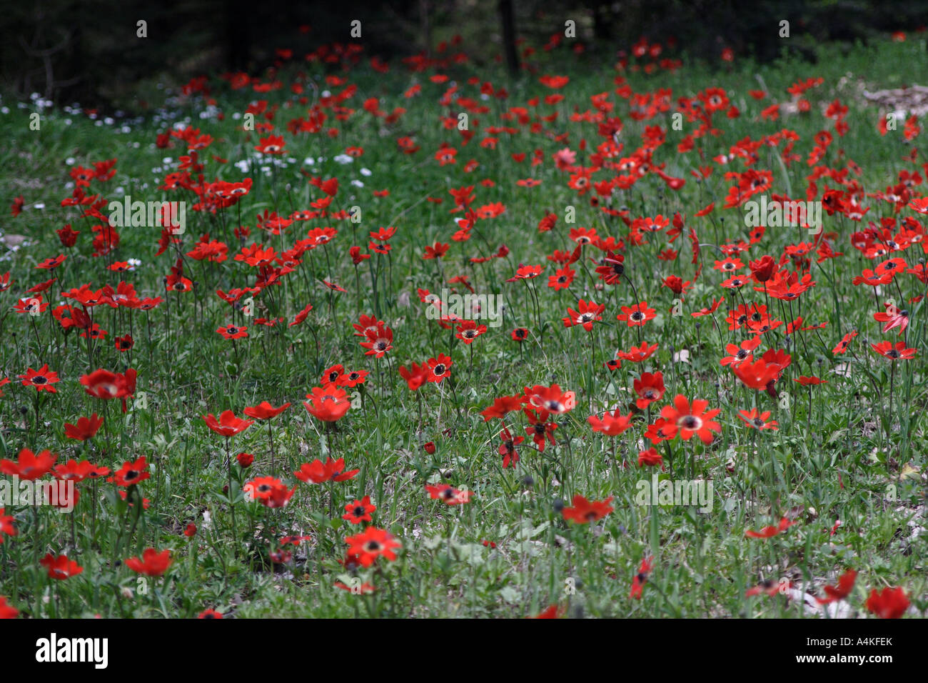 wilde Blumen Anemone Windflower Berg Parnonas Peloponnes Griechenland Stockfoto