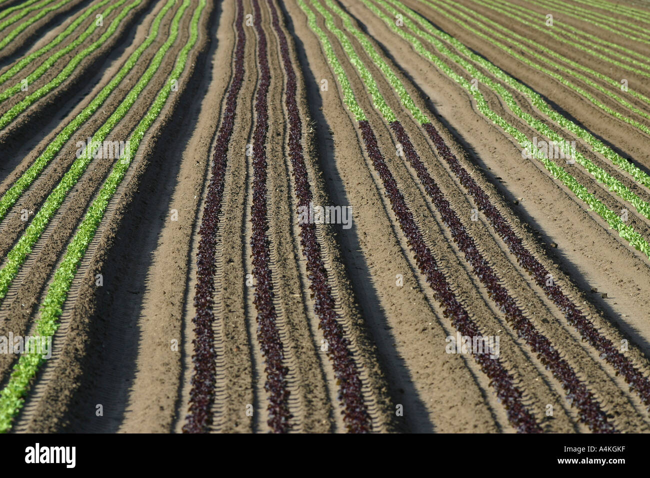 Frankreich, Jura, Bereich der Salat Stockfoto