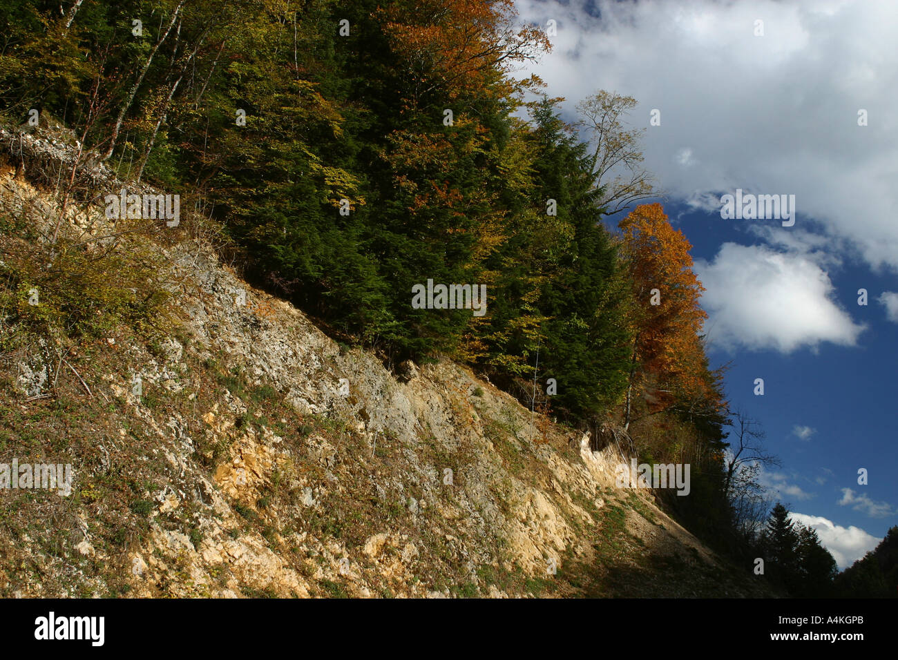 Frankreich, Jura, Bäume im Herbst Stockfoto