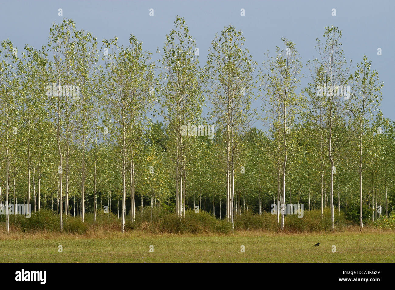 Frankreich, Jura, Pappeln Stockfoto