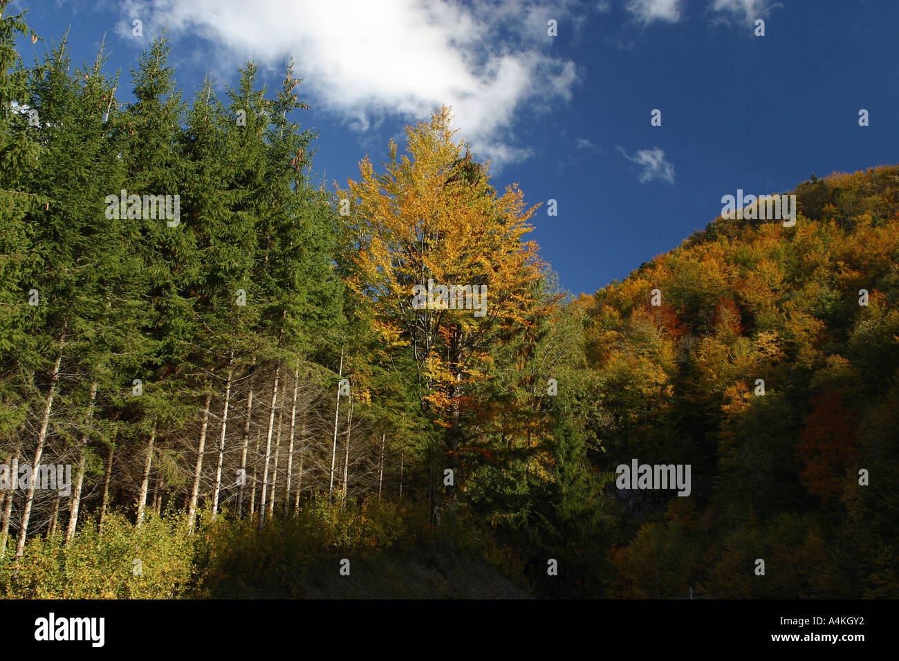 Frankreich, Jura, Bäume am Berghang im Herbst Stockfoto