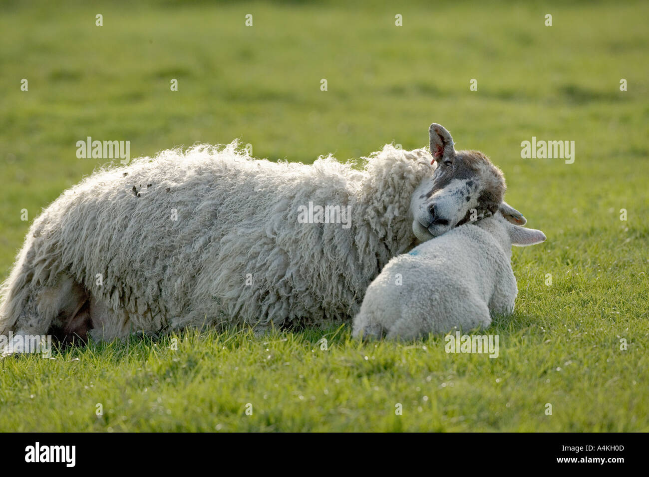 Mutterschaf mit Lamm als Kissen Stockfoto