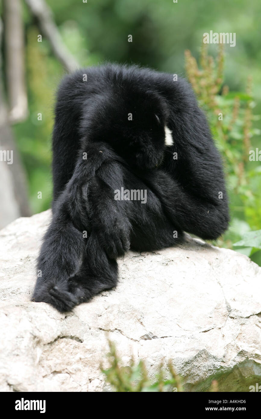 Traurig männlichen Gibbon sitzt auf einem Felsen - Hylobates gabriellae Stockfoto