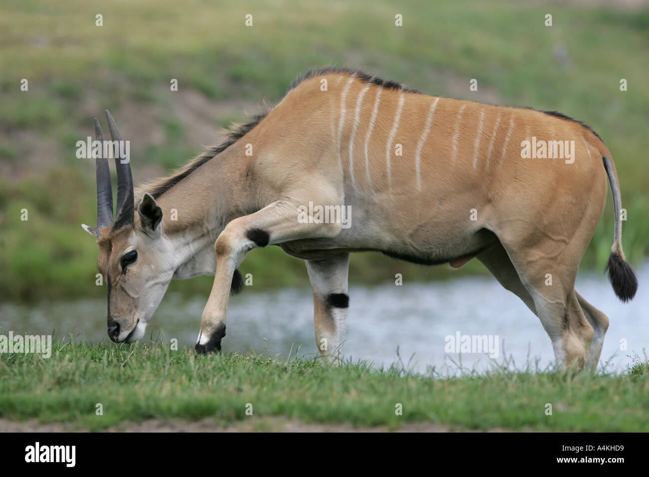 Gemeinsame Eland - Tragelaphus Oryx Stockfoto