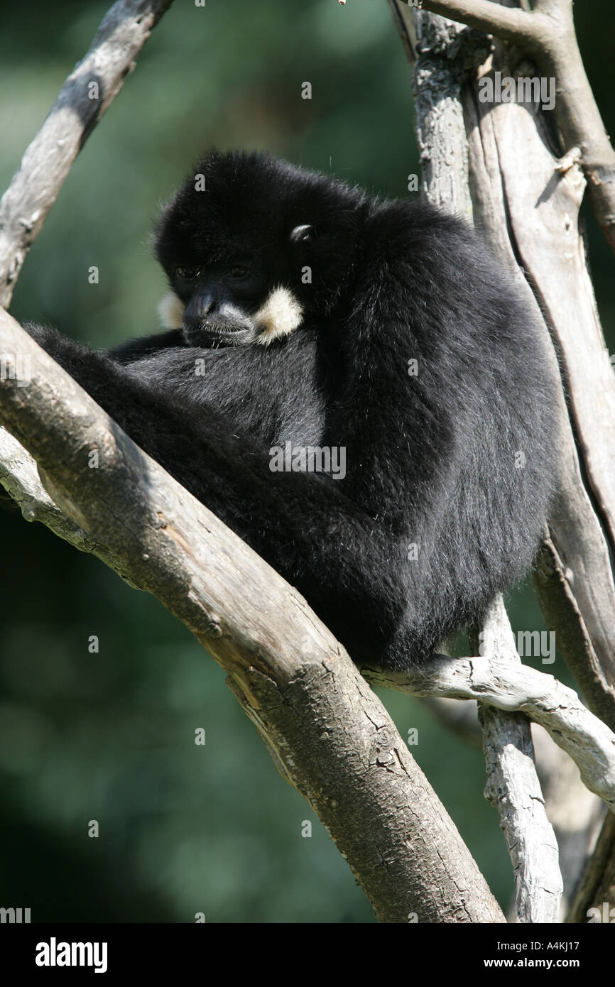Schwarzen Gibbon männlichen Hylobates gabriellae Stockfoto