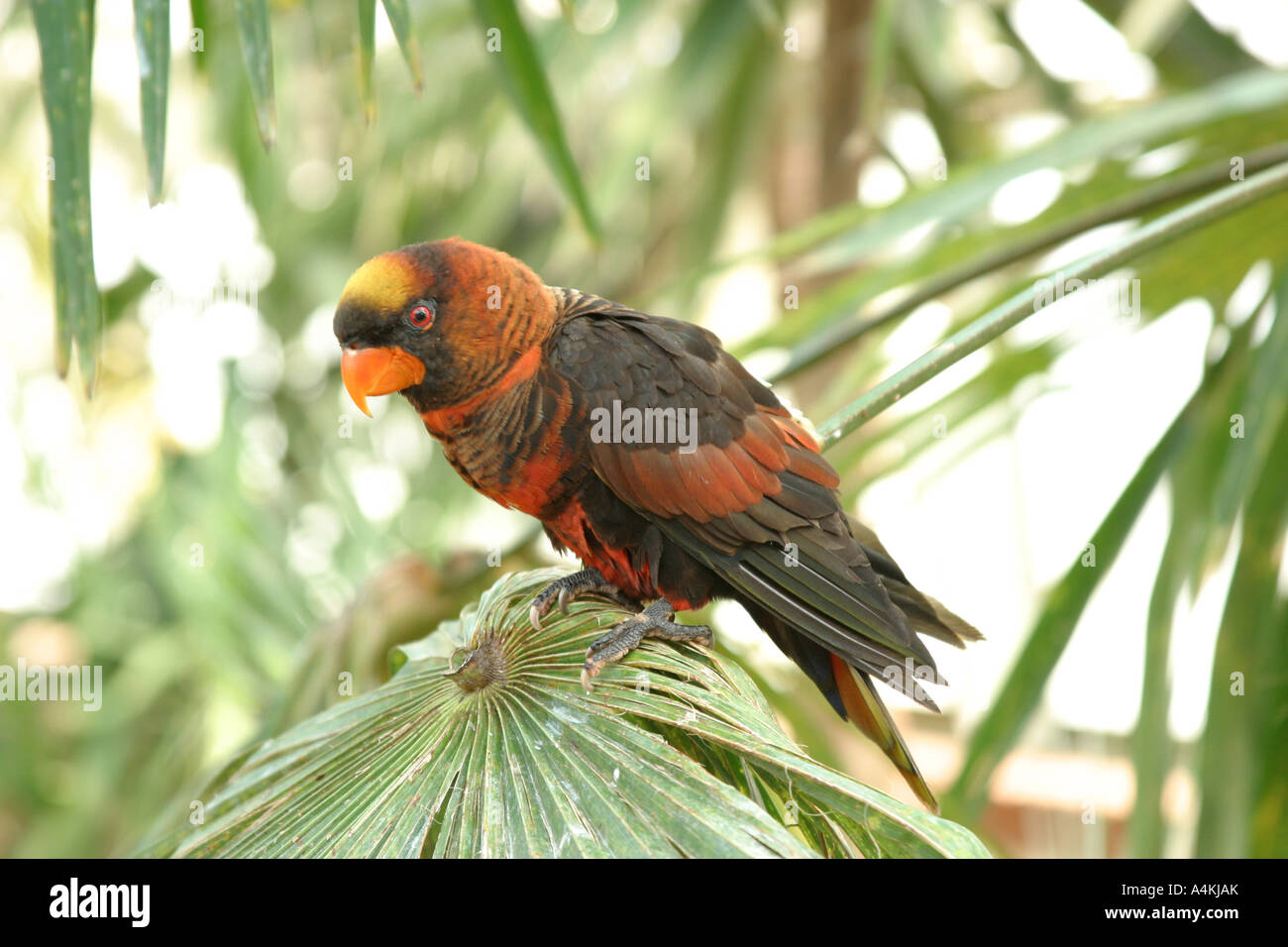 Altrosa Lory Stockfoto