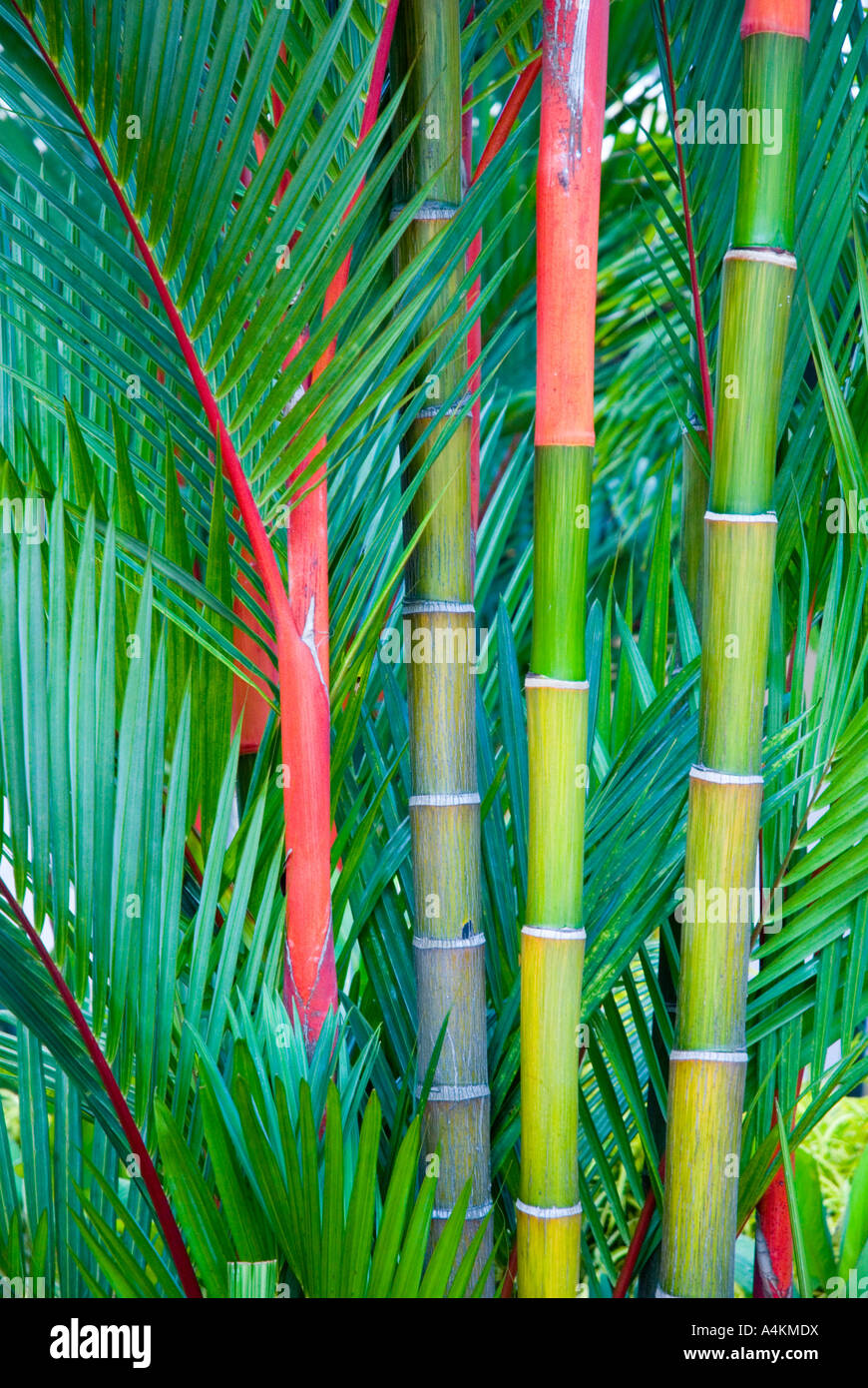 Lippenstift Palm auch bekannt als Siegellack Palm Cyrtostachys renda Stockfoto
