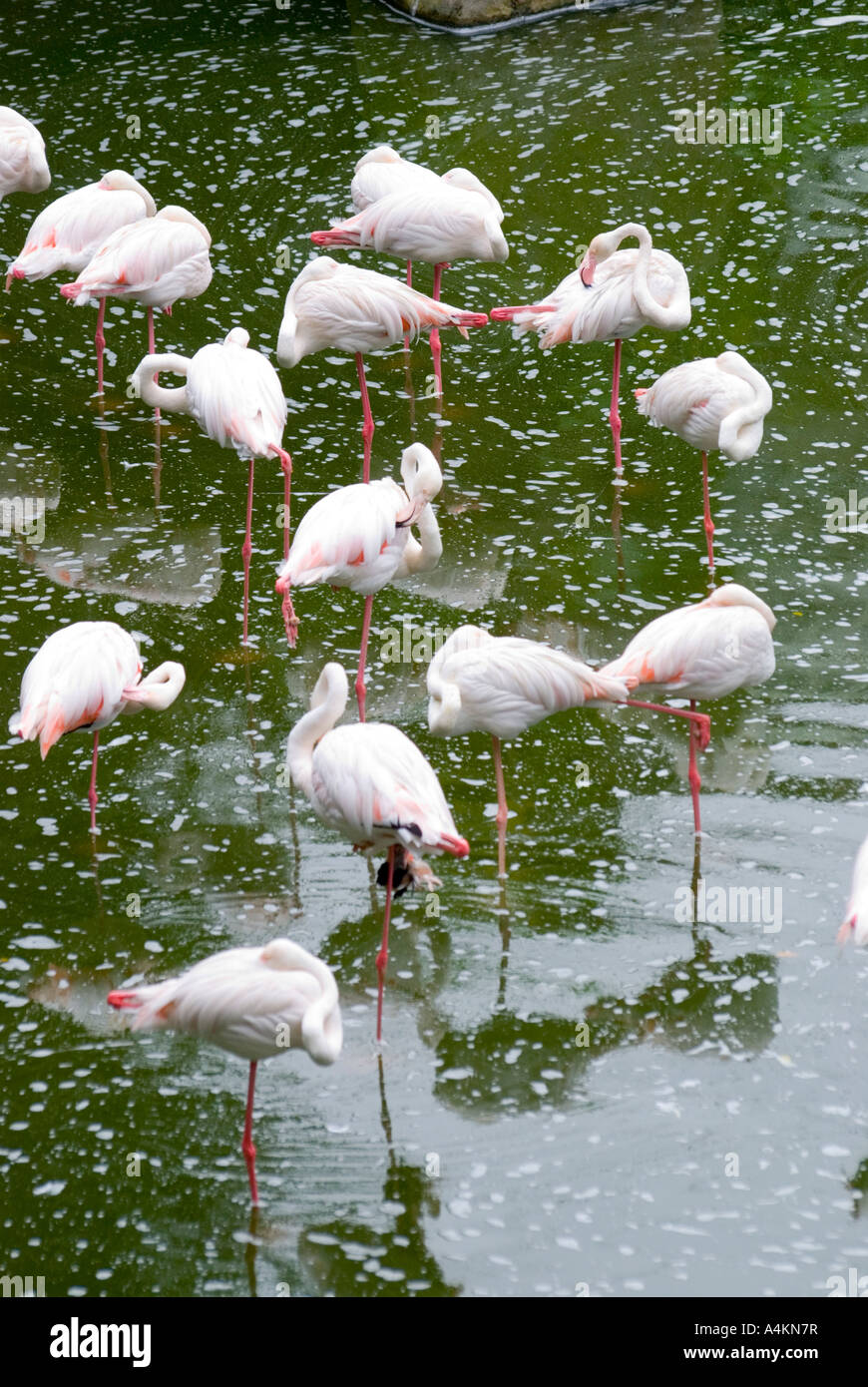 Flamingos in KL Vogelpark in Kualal Lumpur Stockfoto