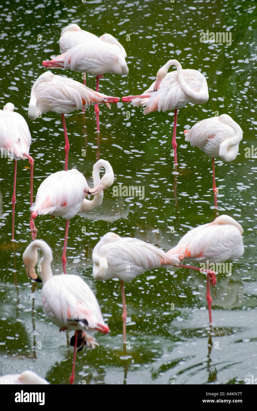Flamingos in KL Vogelpark in Kualal Lumpur Stockfoto