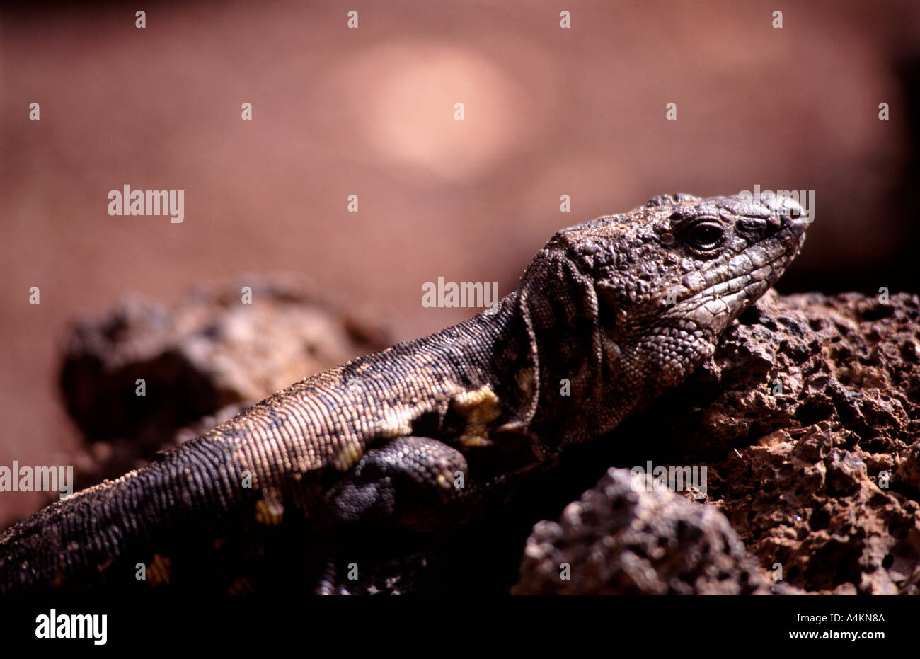 Lagarto Gigante de El Hierro Gallotia Simonyi machadoi Stockfoto