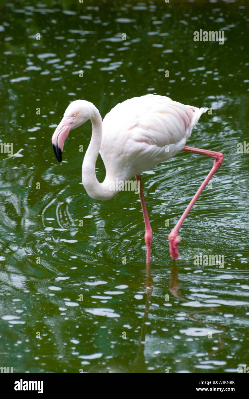 Flamingo in KL Vogelpark Kuala Lumpur Stockfoto