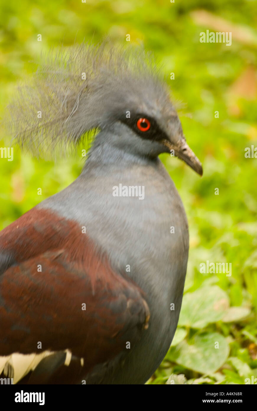 Goura Victoria kürte die Pigeon, die größte Taube der Welt, ein Einwohner von Papua-Neuguinea Stockfoto