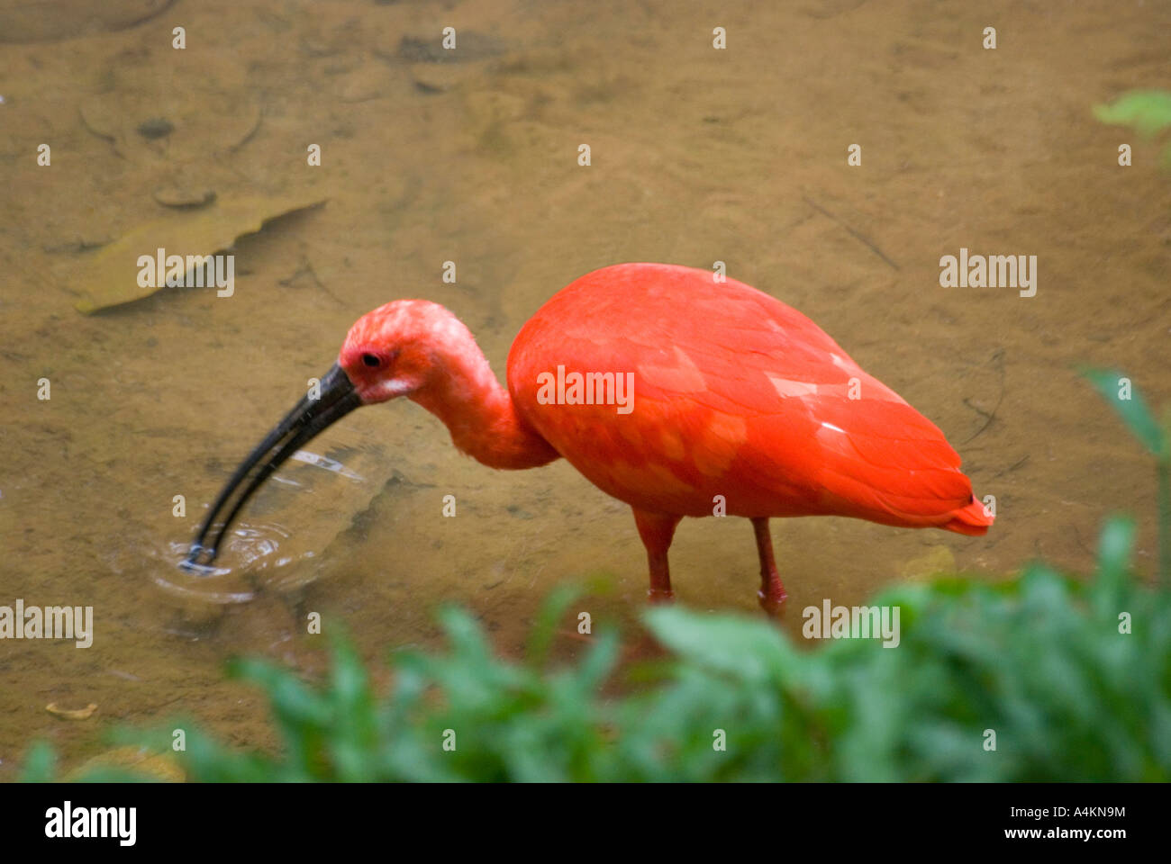 Ein südamerikanischer Scarlet ibis im KL Bird Park in Kuala Lumpur Stockfoto