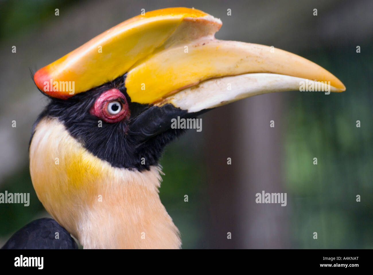 Ein weibliches Buceros bicornis, der große Nashornschnabel Stockfoto