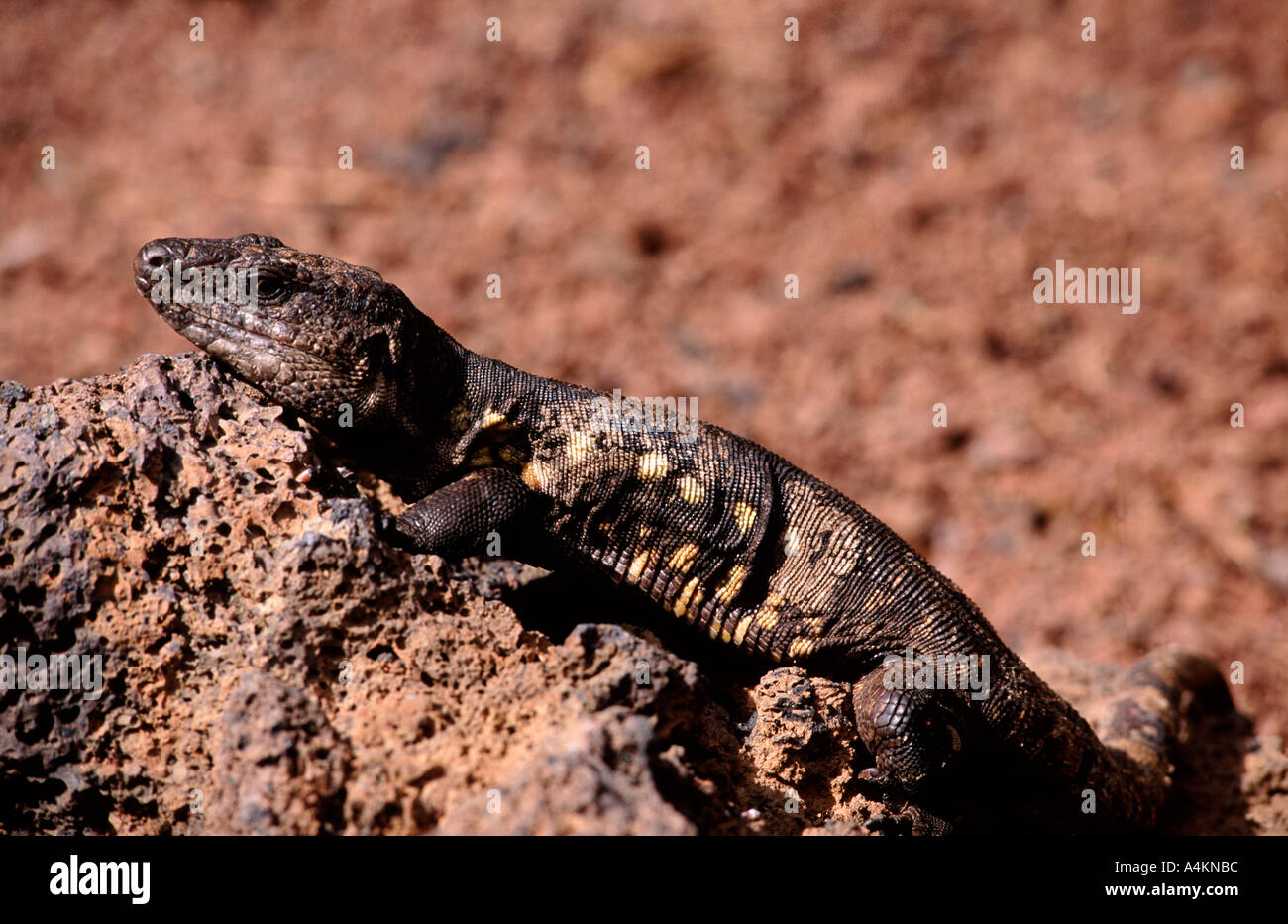 Lagarto Gigante de El Hierro weibliche Gallotia Simonyi machadoi Stockfoto