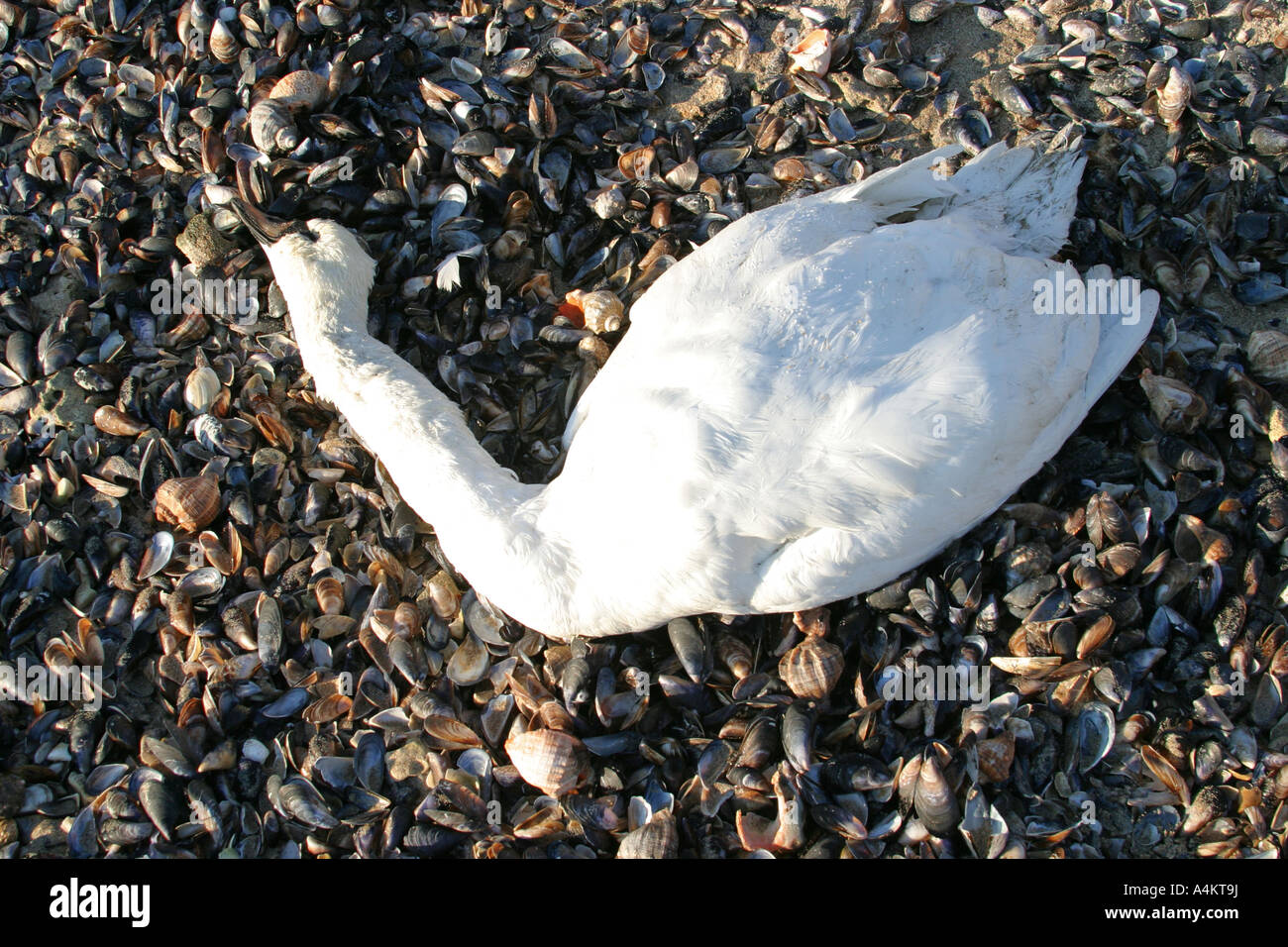 HÖCKERSCHWAN Cygnus Olorvictim der H5N1-Vogelgrippe, Schwarzmeer-Küste, Stockfoto