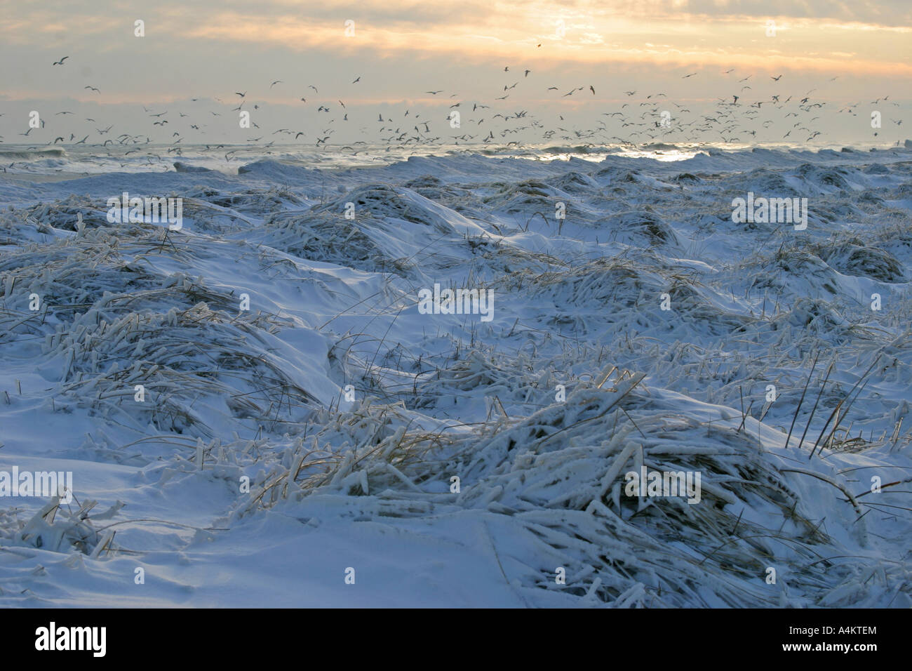 Gefrorene Meer, Küste des Schwarzen Meeres in der Nähe von Schabla, Bulgarien Stockfoto
