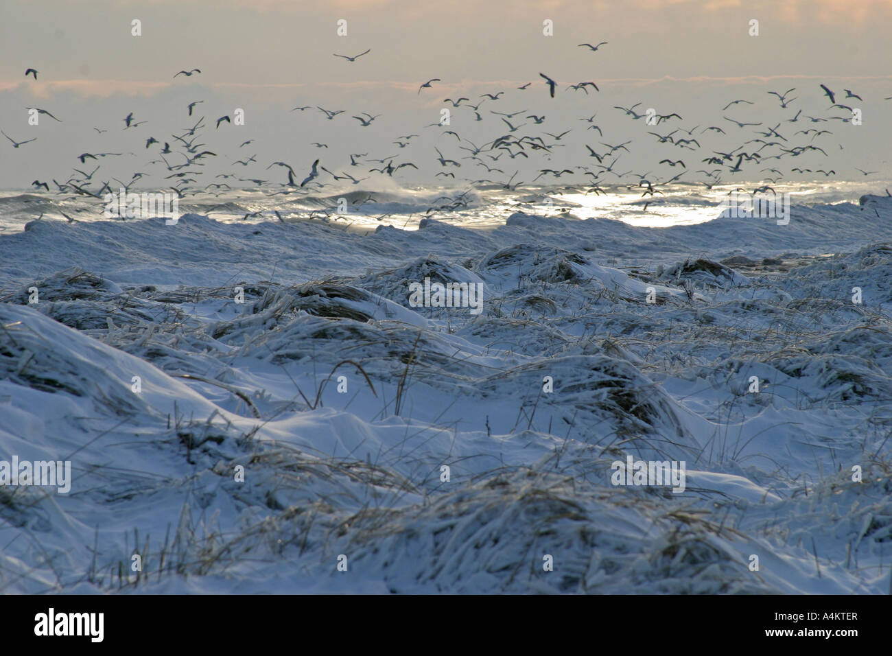 Gefrorene Meer, Küste des Schwarzen Meeres in der Nähe von Schabla, Bulgarien Stockfoto