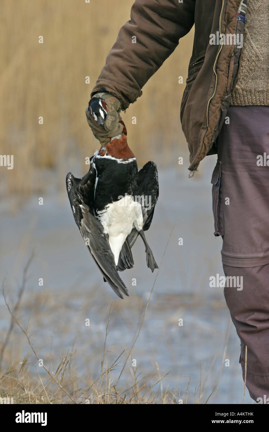 Tot Rothalsgans, Branta Ruficollis, Opfer der Vogelgrippe H5N1, Schwarzmeer-Küste, Stockfoto