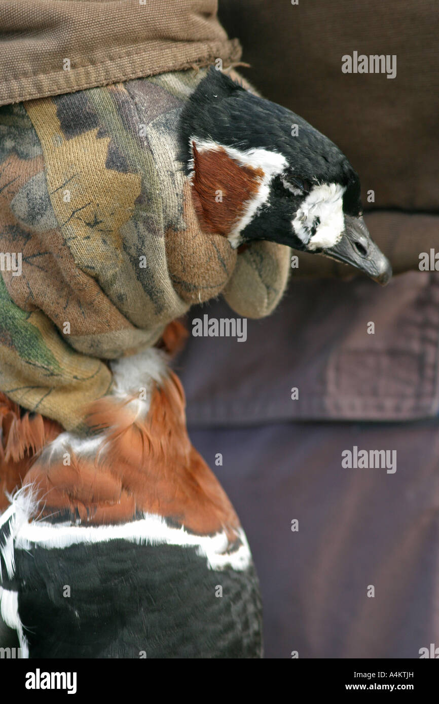 Tot Rothalsgans, Branta Ruficollis, Opfer der Vogelgrippe H5N1, Schwarzmeer-Küste, Stockfoto