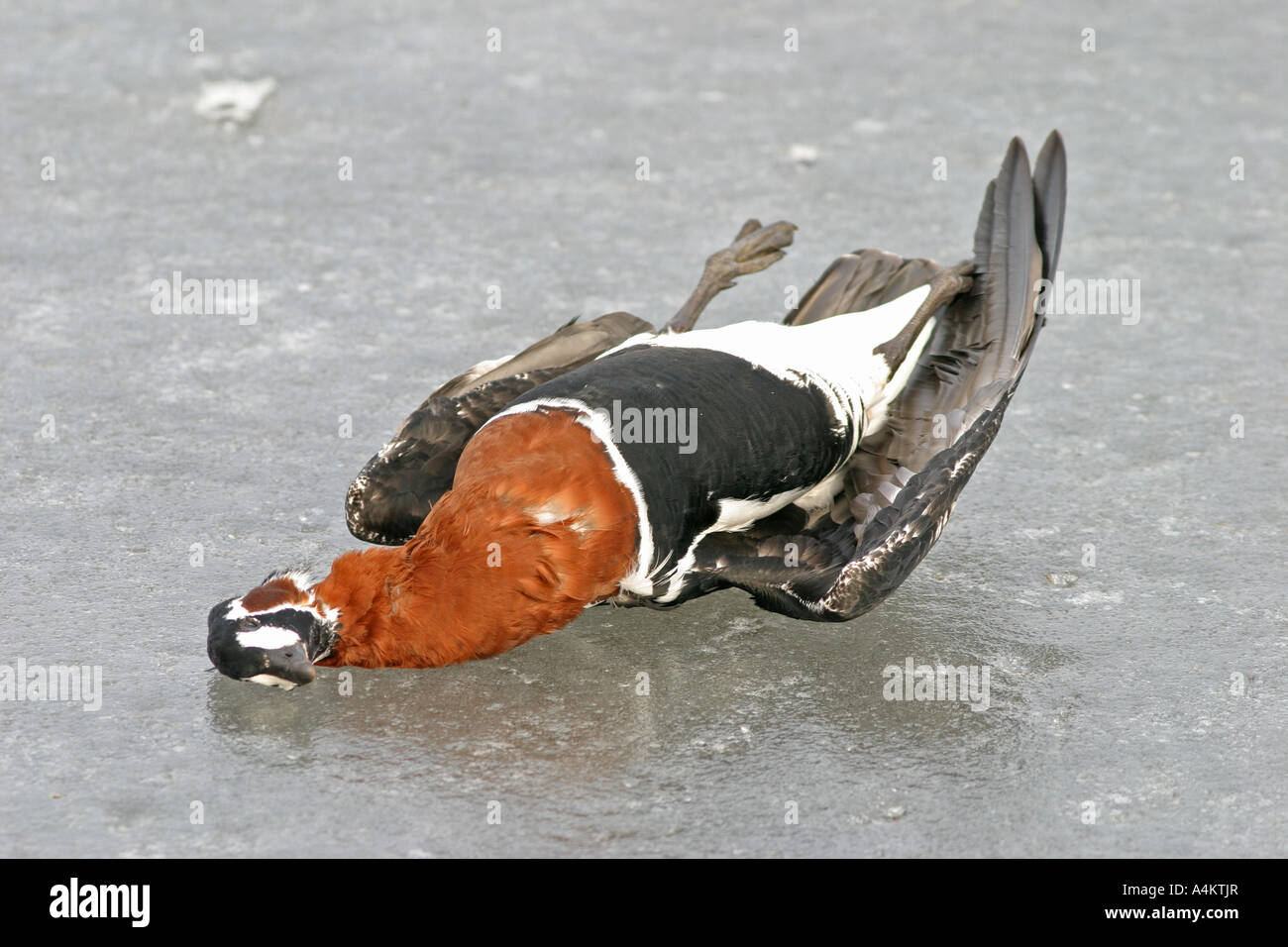 Tot Rothalsgans, Branta Ruficollis, Opfer der Vogelgrippe H5N1, Schwarzmeer-Küste, Stockfoto