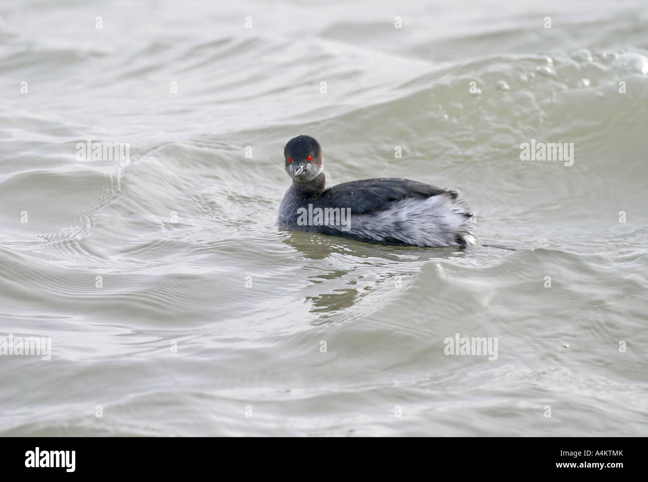 Schwarzhalstaucher, Podiceps Nigricollis am Schwarzen Meer, Bulgarien Stockfoto