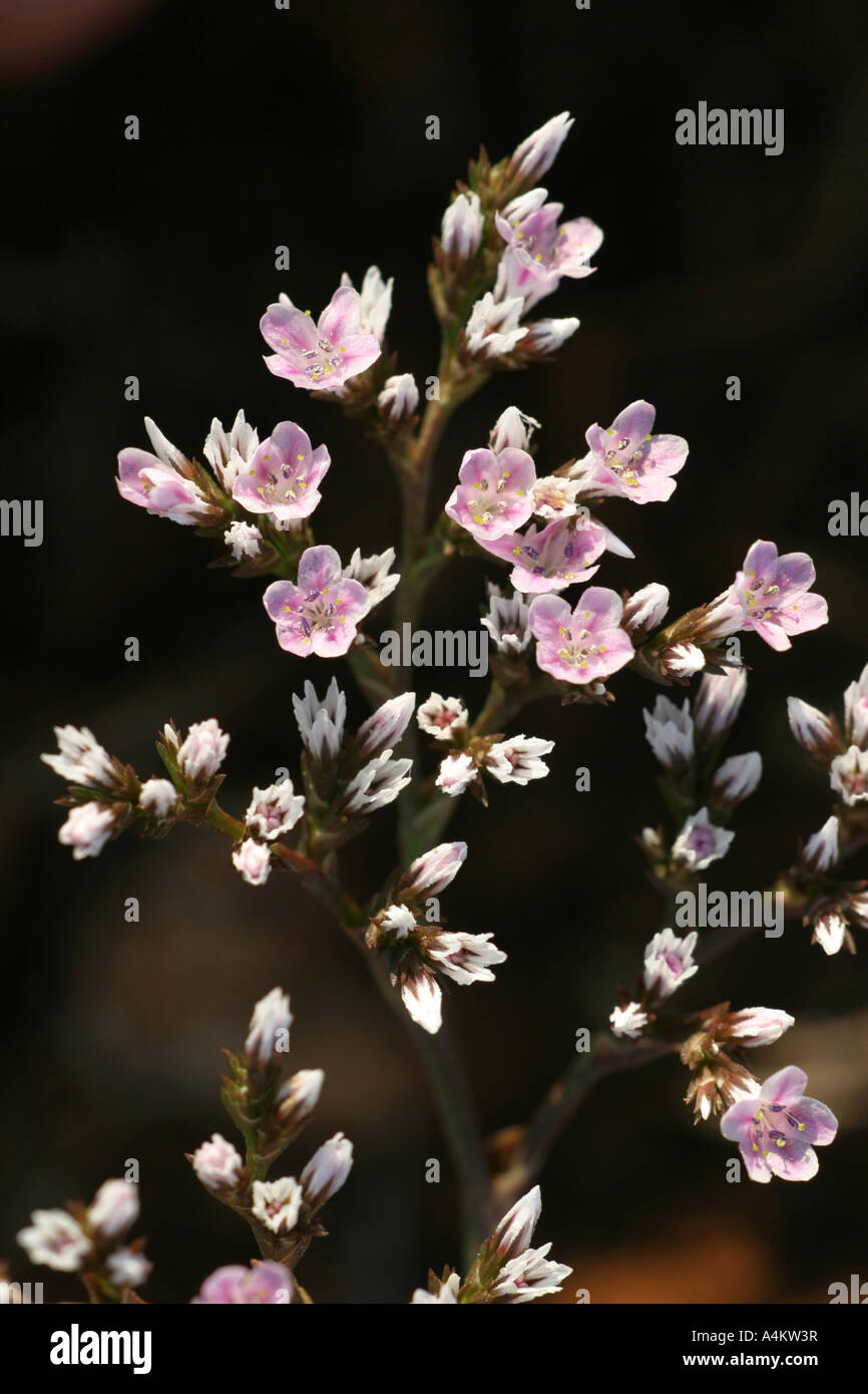 Goniolimon Tataricum, Plumbaginaceae, deutsche Statice, eine Pflanze aus dem trockenen, steinigen Lebensraum in der Nähe der nördlichen Schwarzmeerküste, Bulgarien Stockfoto