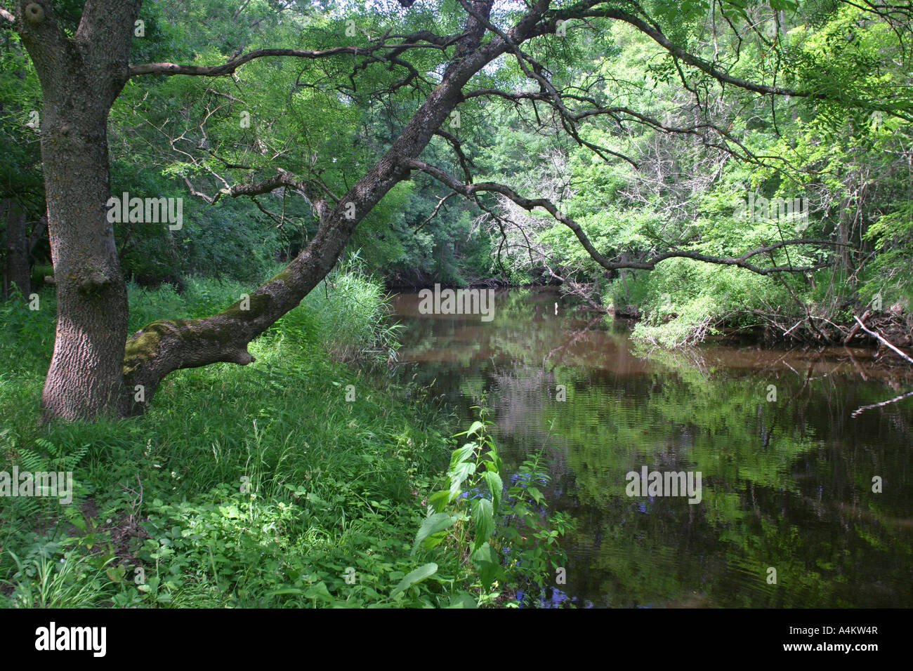 Ropotamo-Fluss Bulgariens, Auenwaldfläche Stockfoto