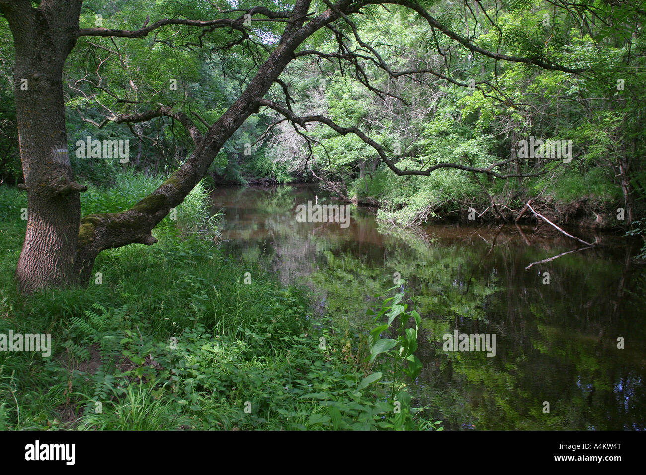 Ropotamo-Fluss Bulgariens, Auenwaldfläche Stockfoto