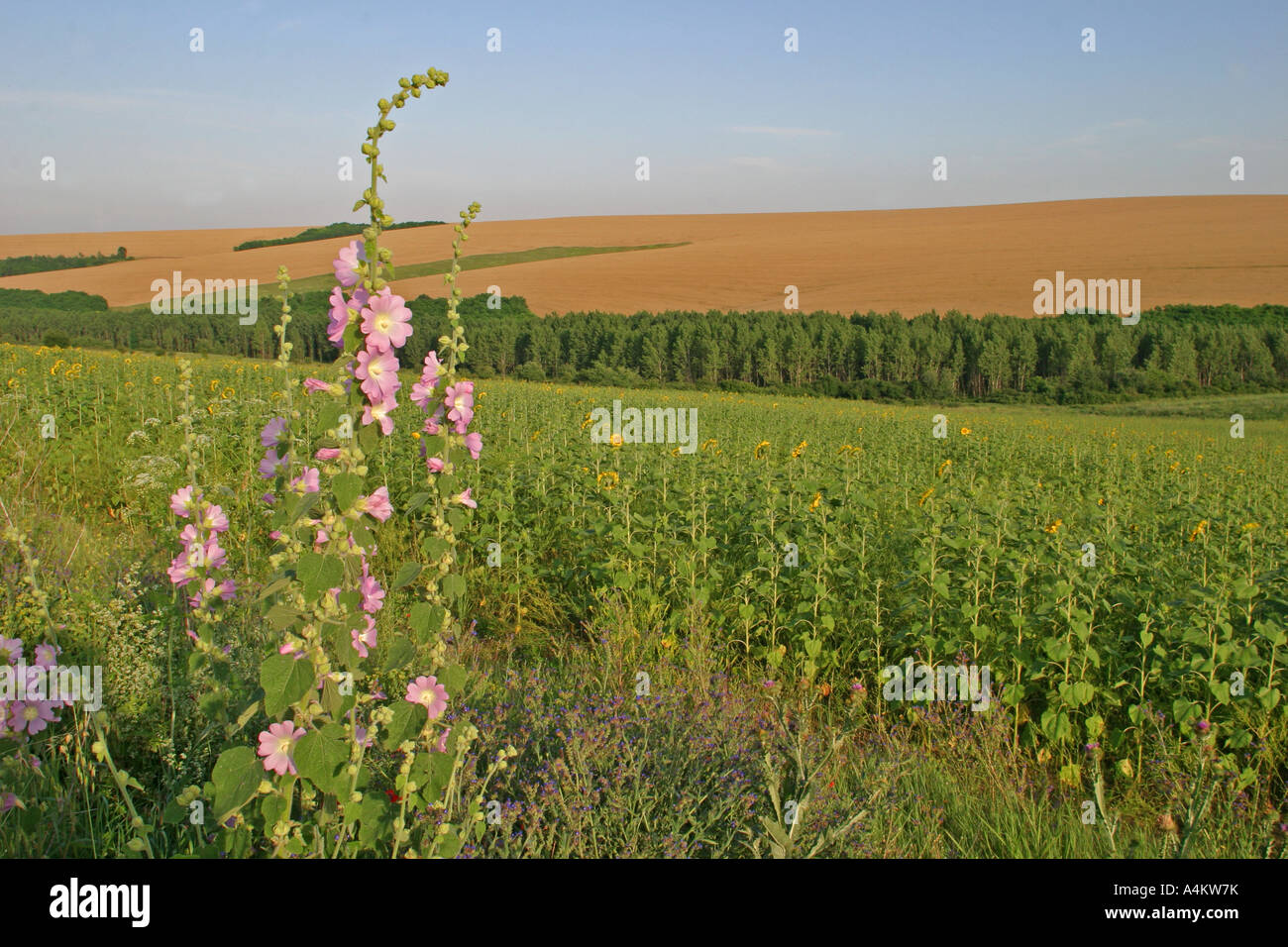 Naturpark Rusenski Lom, Bulgarien Stockfoto