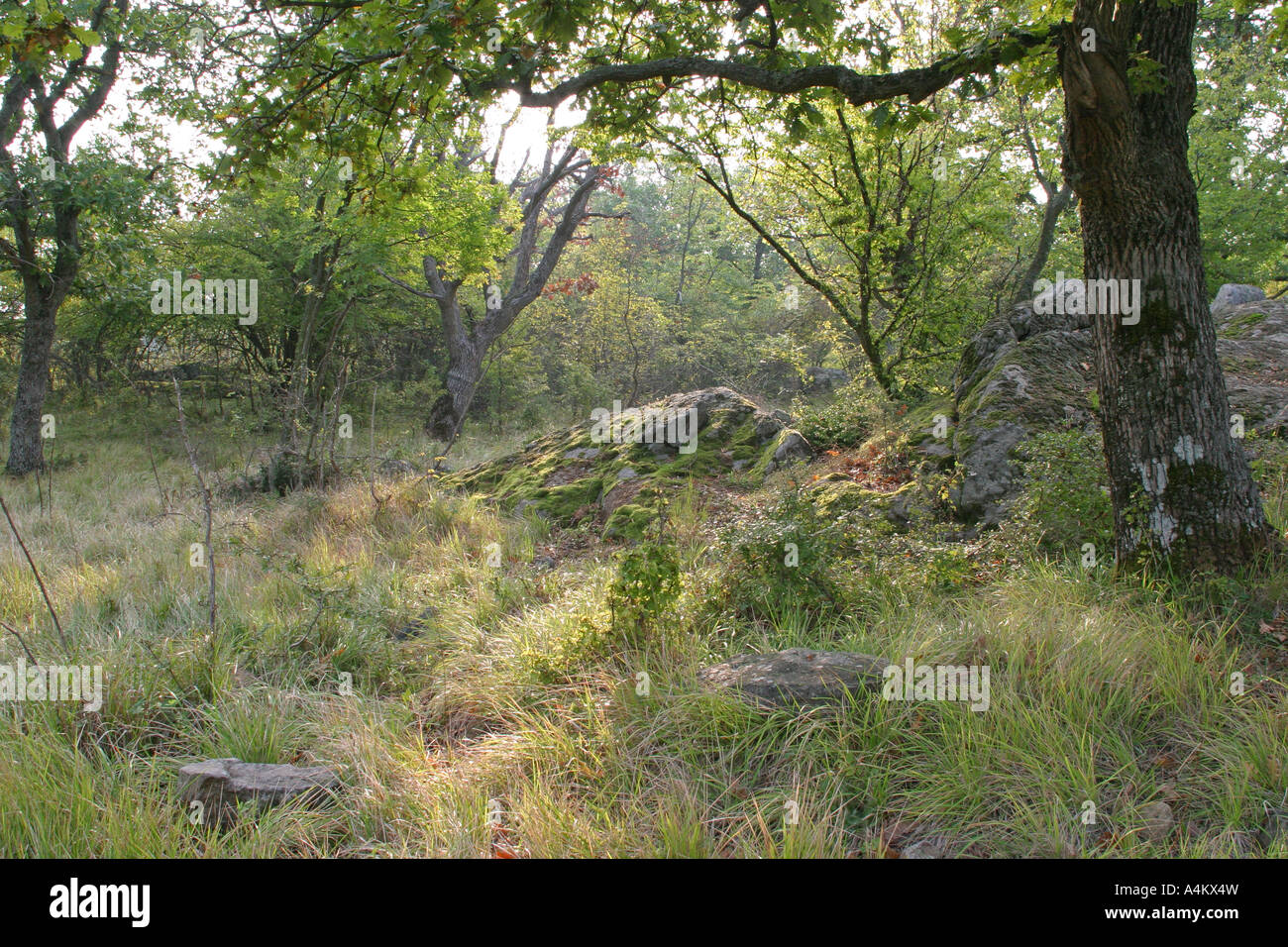 Eichenwald in Strandja Mountain, Bulgarien Stockfoto