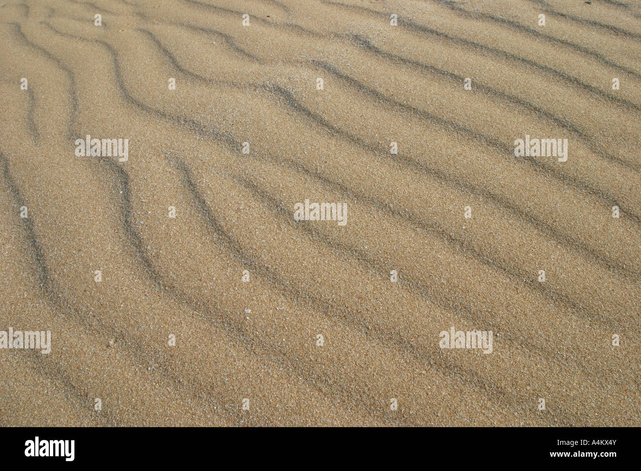 Snad Düne in der Nähe von Primorsko, bulgarische Schwarzmeerküste Stockfoto