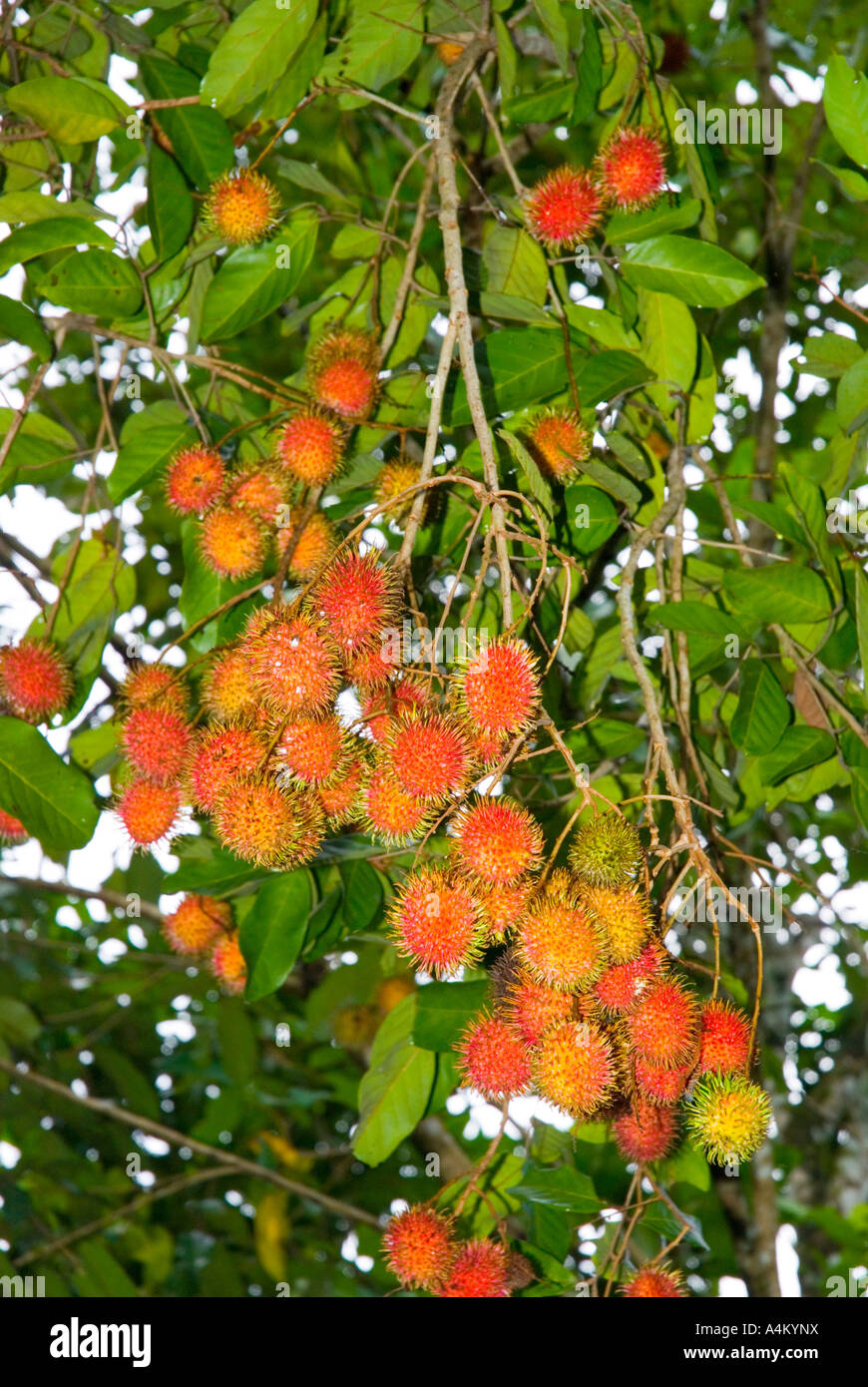 Nephelium Lappaceum, bekannt als Rambutan Frucht, reift an einem Baum