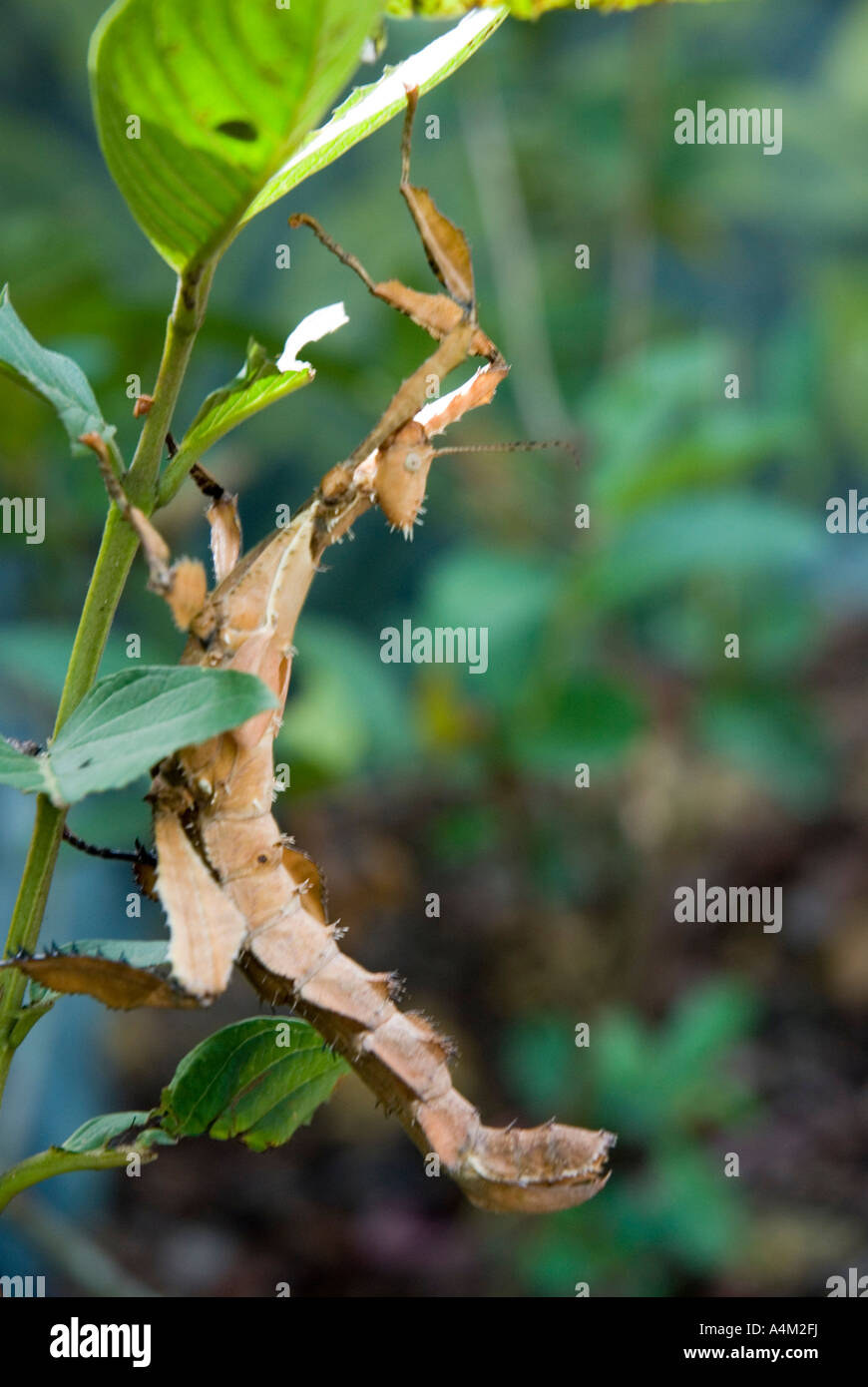 Macleay der Spectre Extatosoma Tiaratum Riesen stachelige Blatt Insekt Stockfoto