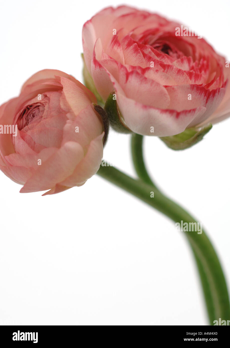 Ranunculus Blüten, Nahaufnahme Stockfoto