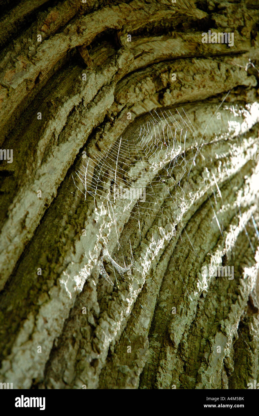 Spinnen-Netz auf einer Baumrinde, gefangen von der Sonne Stockfoto