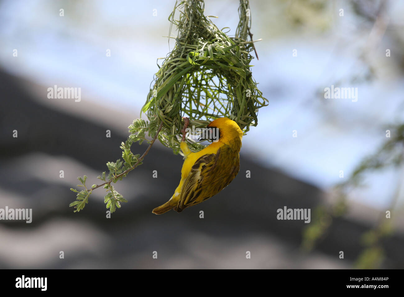 Weaver Vogel Bau ein Nest Stockfoto