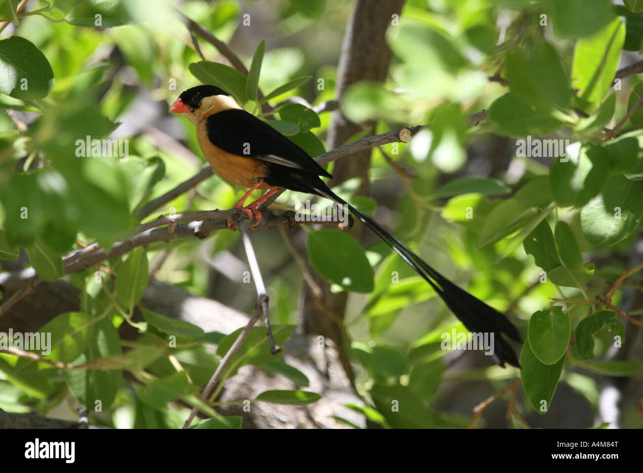 Namibische Vogel Stockfoto