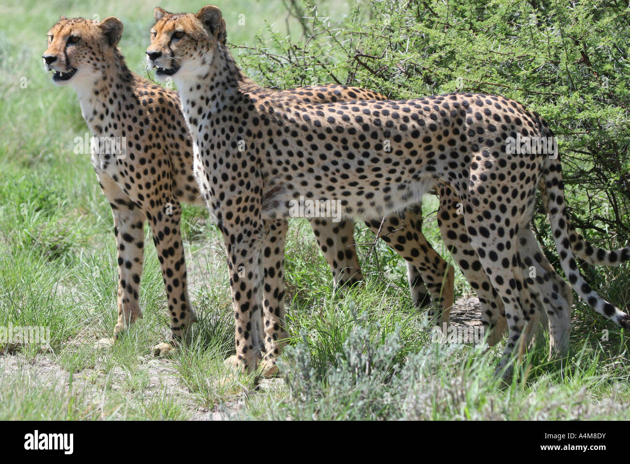 Zwei Geparden Stalking Opfer in die zentrale Kalahari Stockfoto