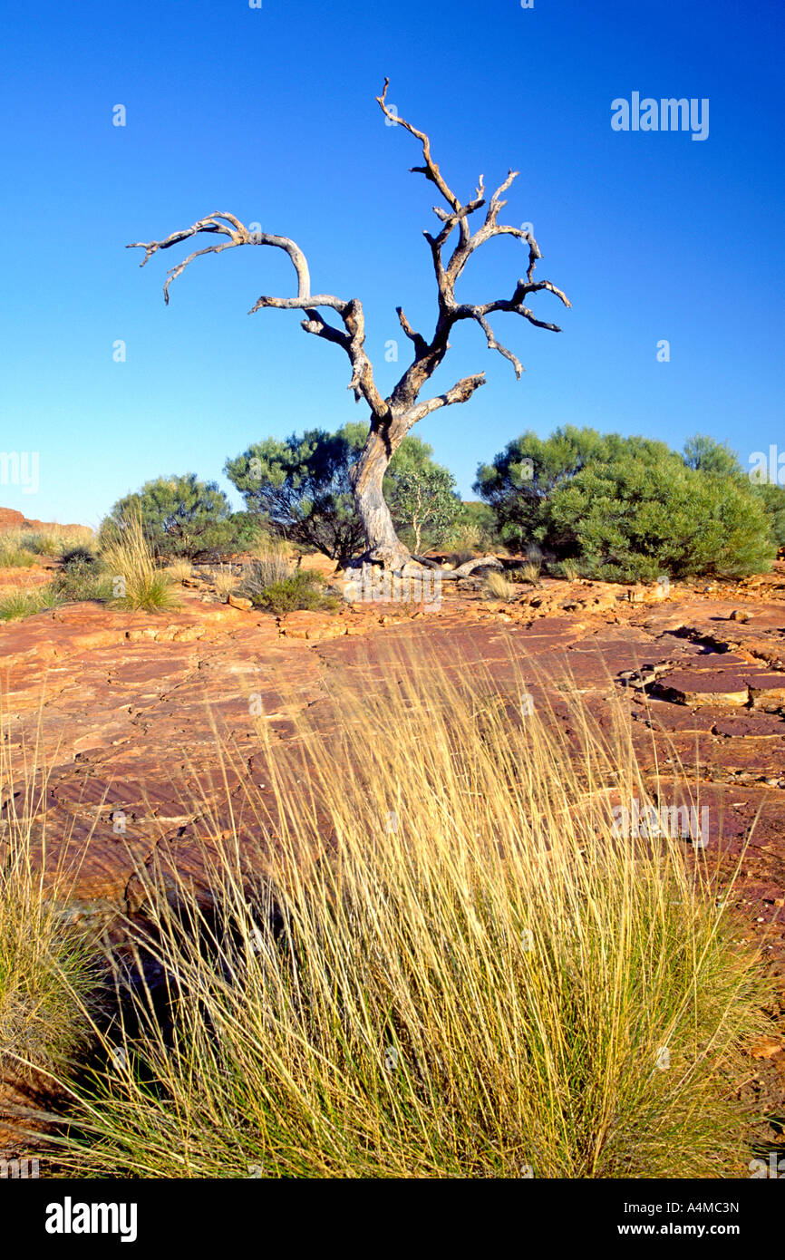 Ein toter Baum im Kings Canyon im Watarrka National Park nördlichen Territorien Australiens. Stockfoto