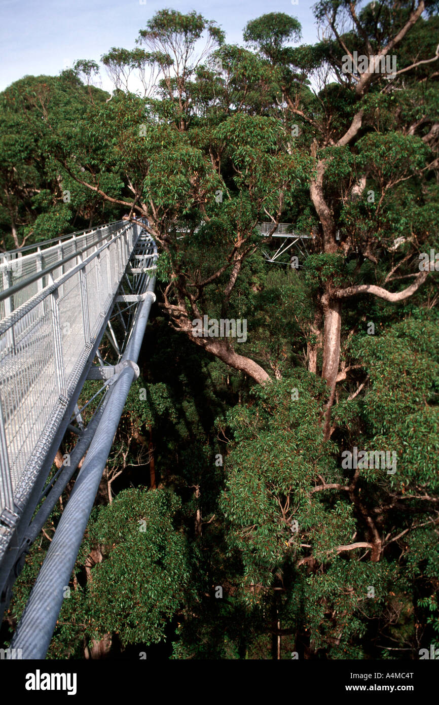 Treetop walk im Tal der Riesen in der Walpole Region von Western Australia. Stockfoto