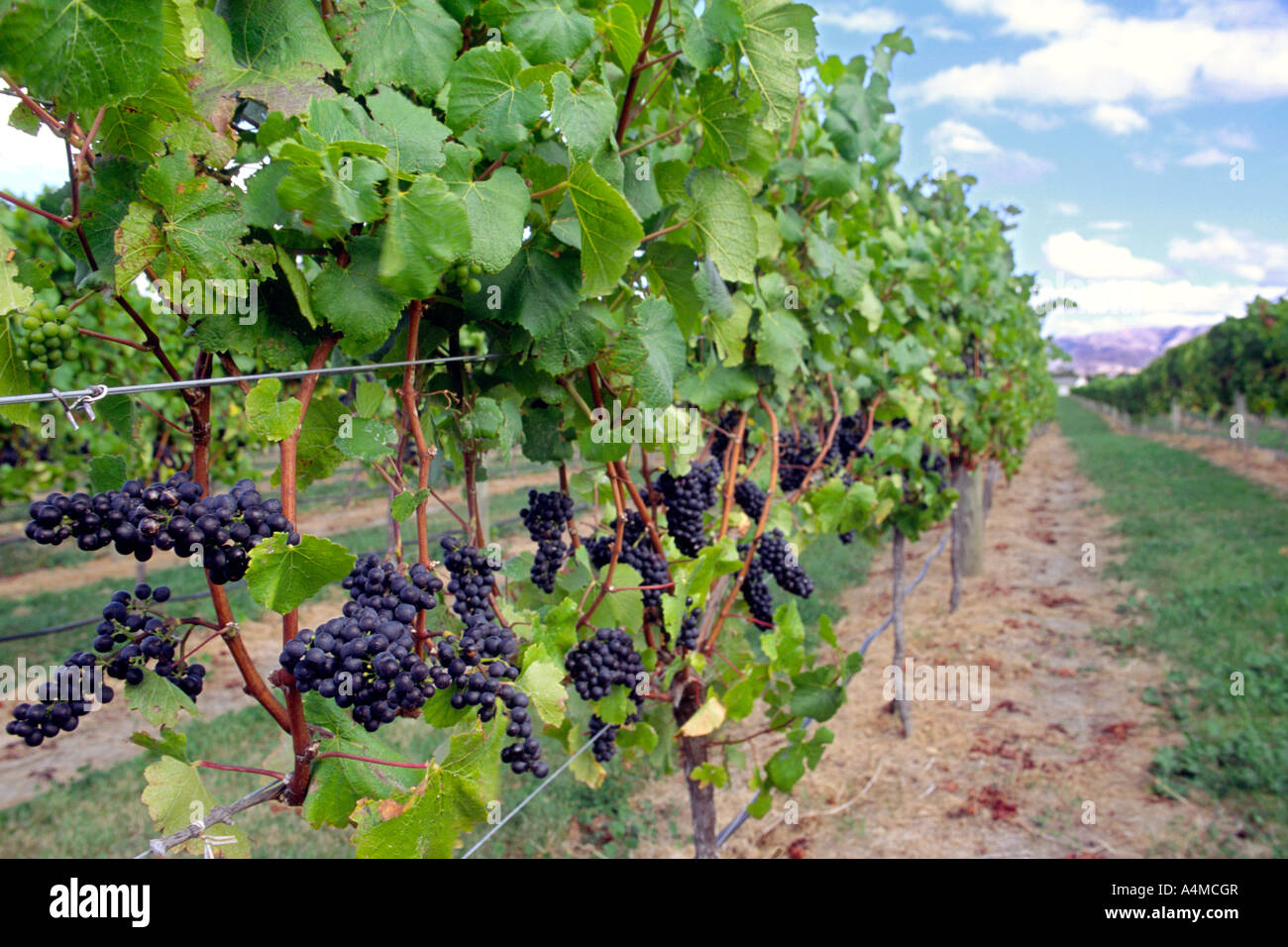 Rote Trauben in den Weinbergen des Weingutes Jackson in der Marlborough Region von Neuseelands Südinsel. Stockfoto
