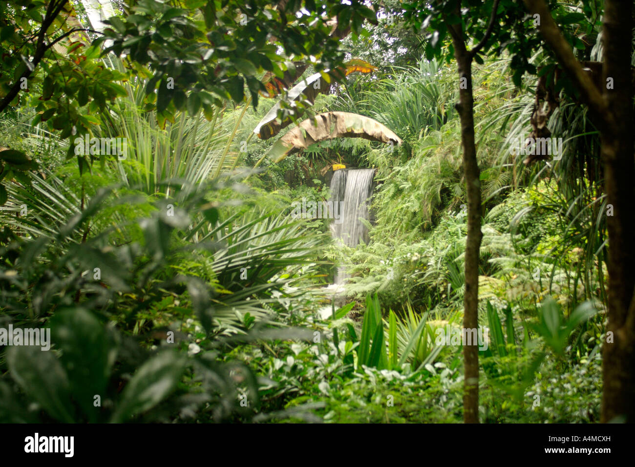 Innenraum der Masoala-Regenwald-Projekt bildet Teil des Zoos Zürich in der Schweiz. Stockfoto