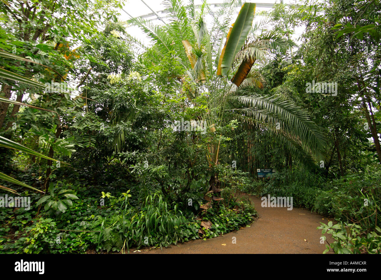 Innenraum der Masoala-Regenwald-Projekt bildet Teil des Zoos Zürich in der Schweiz. Stockfoto